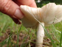 Amanita murrilliana