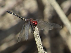 Dythemis fugax