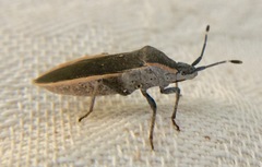 Catorhintha texana