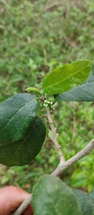 Sorocea sprucei