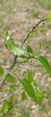 Sorocea sprucei