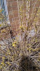 Forsythia