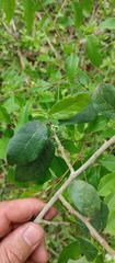 Sorocea sprucei