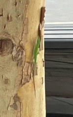 Anolis carolinensis