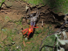 Acanthaspis immodesta