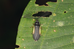 Ethra axillaris