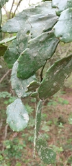 Brasiliopuntia brasiliensis
