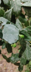 Brasiliopuntia brasiliensis
