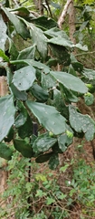 Brasiliopuntia brasiliensis