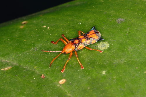 Sceloenopla pulcherrima