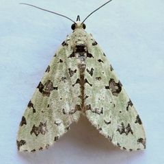 Hydriomena costipunctata