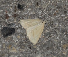 Lychnosea intermicata