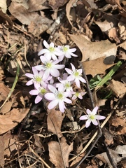 Hepatica