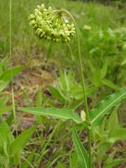 Asclepias meadii