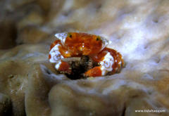 Lophozozymus pulchellus