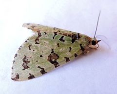 Hydriomena costipunctata