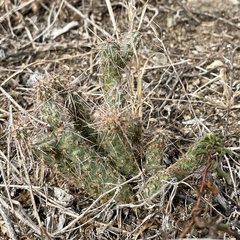 Cylindropuntia prolifera