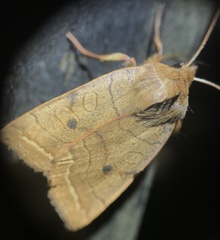 Epiglaea apiata