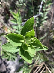Grazielia brevipetiolata