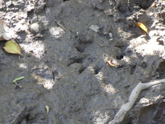 Didelphis albiventris