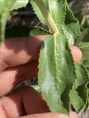 Grazielia brevipetiolata