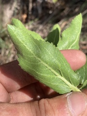 Grazielia brevipetiolata