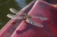 Dromogomphus spoliatus
