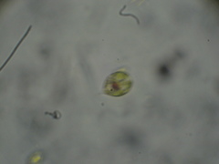 Haematococcus