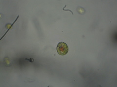 Haematococcus