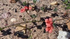 Indigofera sp12