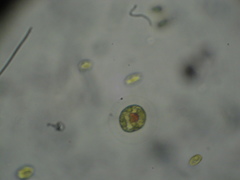 Haematococcus