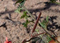 Indigofera sp12