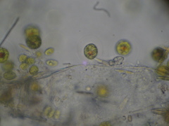 Haematococcus