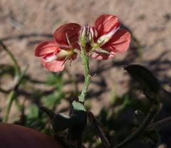 Indigofera sp12