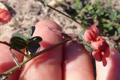 Indigofera sp12