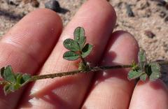 Indigofera sp12