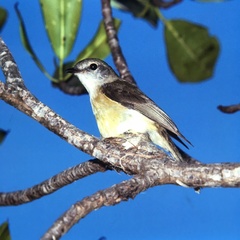 Microeca flavigaster