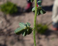 Indigofera sp12