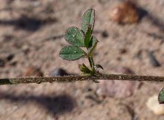 Indigofera sp12