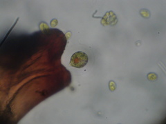 Haematococcus