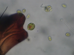 Haematococcus