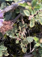 Mimosa reptans