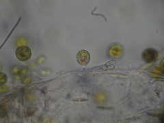 Haematococcus