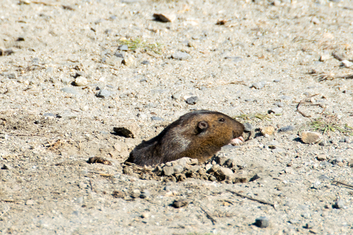 Northern California Pocket Gopher