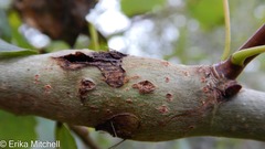 Euhexomyza schineri