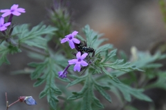 Acmaeodera solitaria