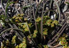 Euphorbia silenifolia