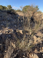 Sporobolus flexuosus