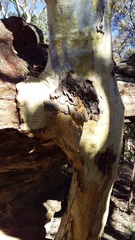 Eucalyptus rossii