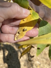 Stigmella longisacca